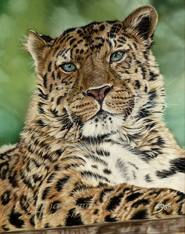 Tierzeichnungen und Tierportraits von Katja Sauer - Amur Leopard in Pastellkreide (40 cm x 50 cm)